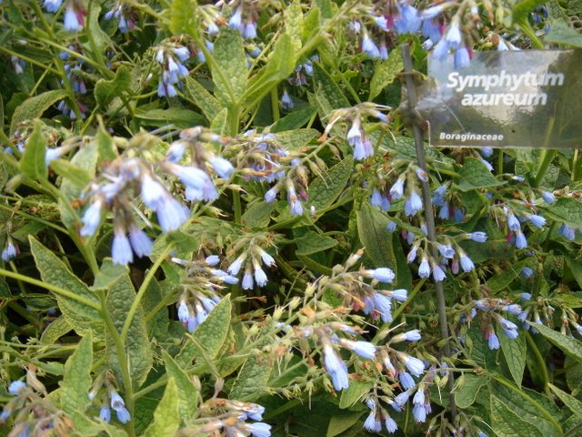 Symphytum azureum